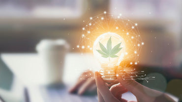 Ce n’est pas ce que vous croyez : 10 idées reçues sur le CBD