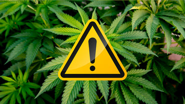 HHC : Un cannabinoïde plus dangereux que le THC ?
