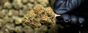 Comment choisir vos fleurs de CBD ?