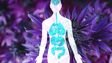 Le système endocannabinoïde (SEC) : guide complet