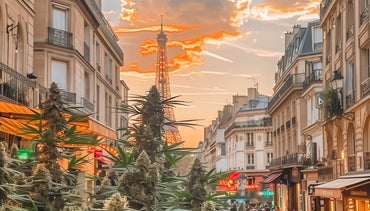 Le CBD pas cher, un phénomène en pleine expansion en France