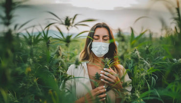 Allergie au CBD : mythe ou réalité ?