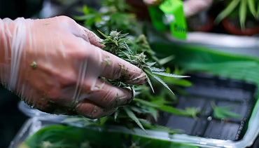 Découvrons tout sur le trim au CBD