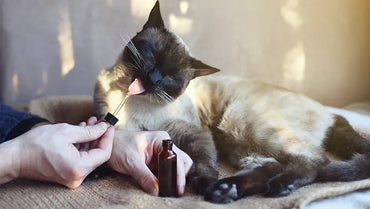 Comment donner de l’huile de CBD aux chiens et chats ?