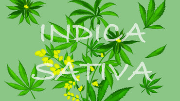 Cannabis Sativa et cannabis Indica : quelles sont les différences ?