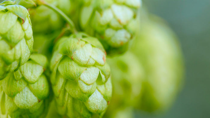 Cannabis : À la découverte du terpène Humulène
