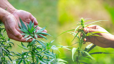 Cannabis hybride : Tout ce qu’il faut savoir