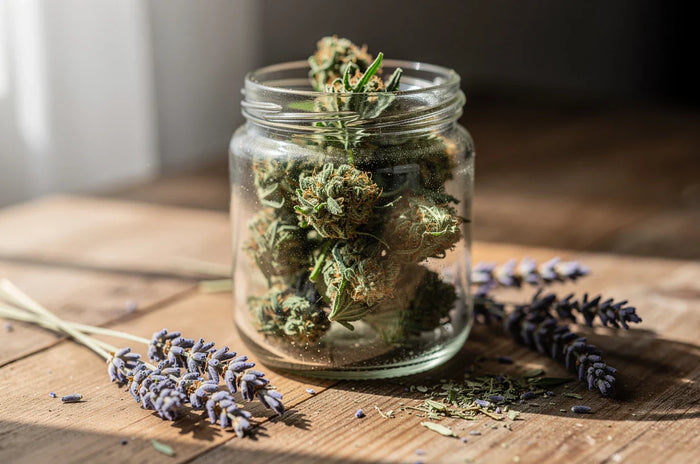 Comment conserver ses fleurs de CBD ? Les astuces à connaître pour préserver leur fraîcheur