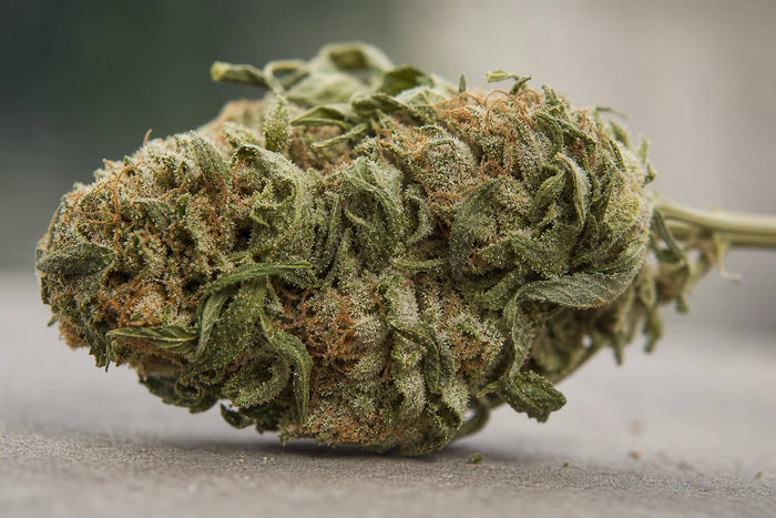 Pourquoi les terpènes changent tout dans une fleur cbd ?