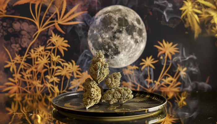 À la découverte des mystérieux Moon Rocks CBD