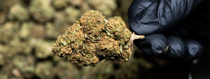 Comment choisir vos fleurs de CBD ?