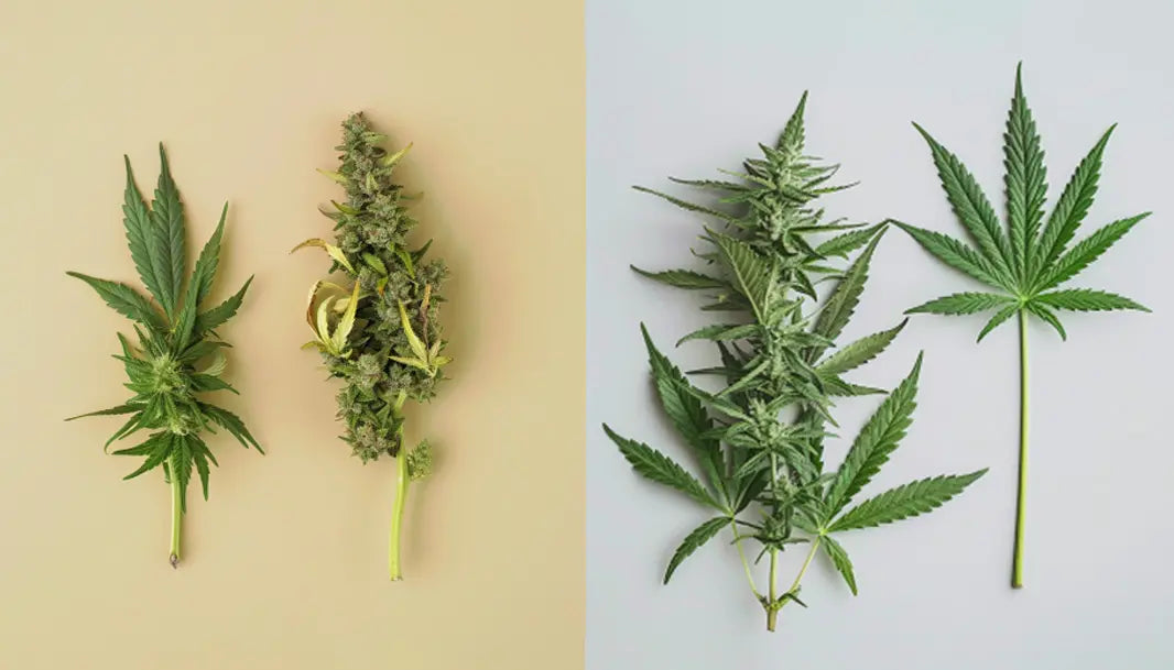 Comprendre les différences entre Cannabis Sativa et Indica
