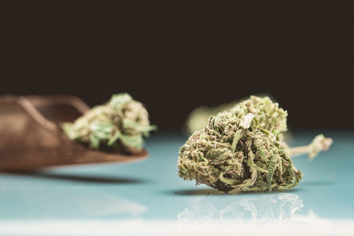 Faits insolites sur le CBD : ce que vous ne saviez pas !