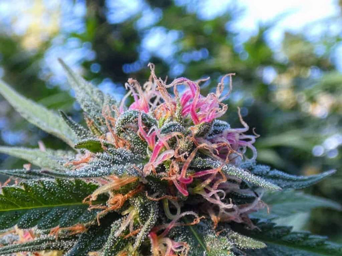 votre guide pour choisir les meilleures fleurs CBD