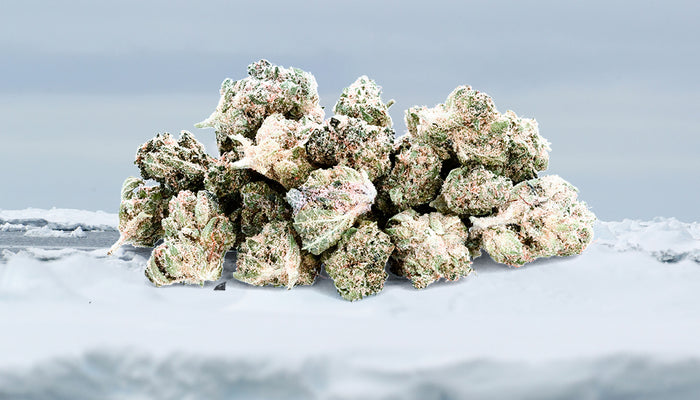 La Jack Frost CBD : découvrez cet hybride naturel de grande qualité