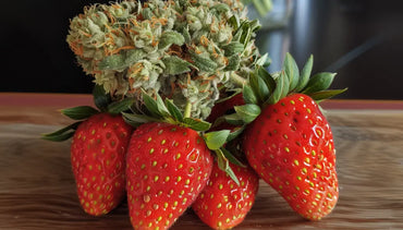 La fleur cbd Strawberry Haze : une expérience envoûtante