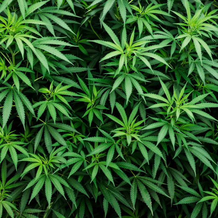 Comprendre l'univers du CBD
