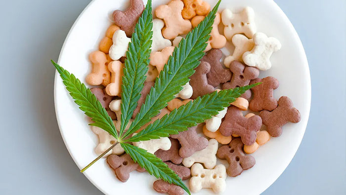 Pourquoi donner du CBD aux animaux de compagnie ?