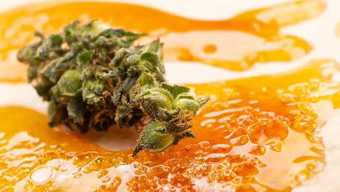 Concentré CBD : Tout ce qu’il faut savoir