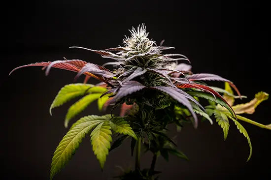 Peut-on consommer toutes les fleurs de CBD ?