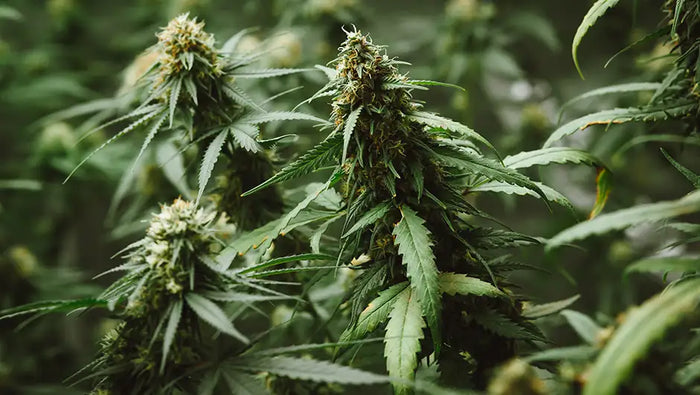 Le HHC est-il plus dangereux et plus puissant que le THC ?