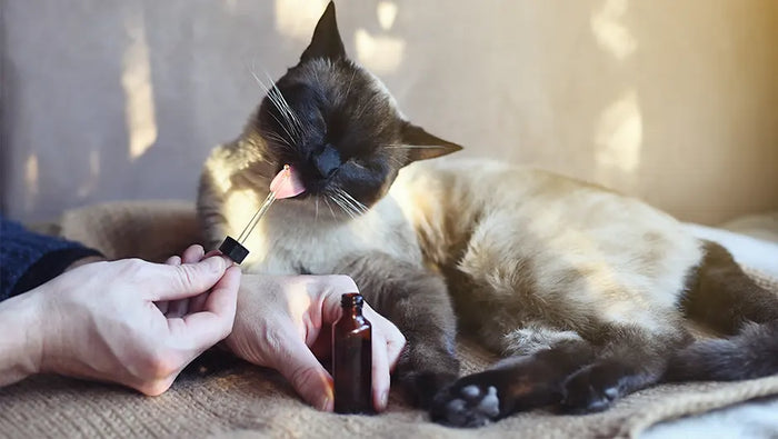 Comment donner de l’huile de CBD aux chiens et chats ?