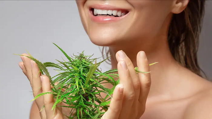 L’huile de chanvre CBD peut-elle vous aider à perdre du poids ?