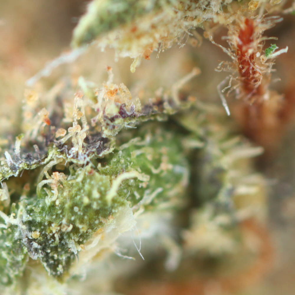 O.G Cookie - Fleur CBD