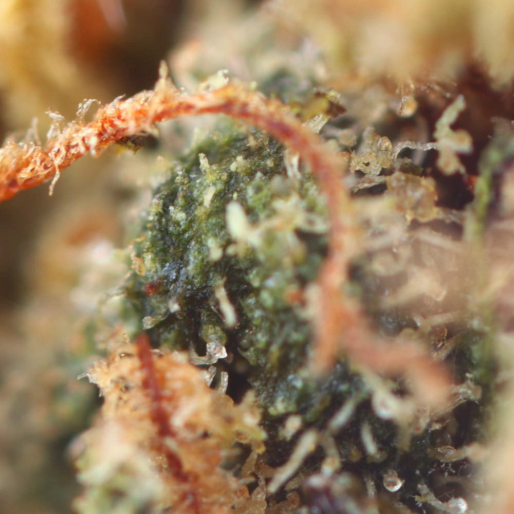 Pineapple Kush - Fleur CBD