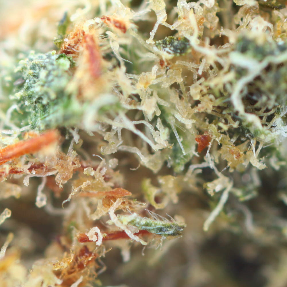 Suprême Amnesia - Fleur CBD