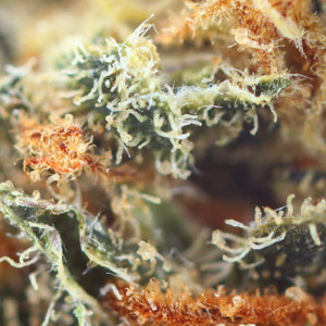 Tropicana - Fleur CBD