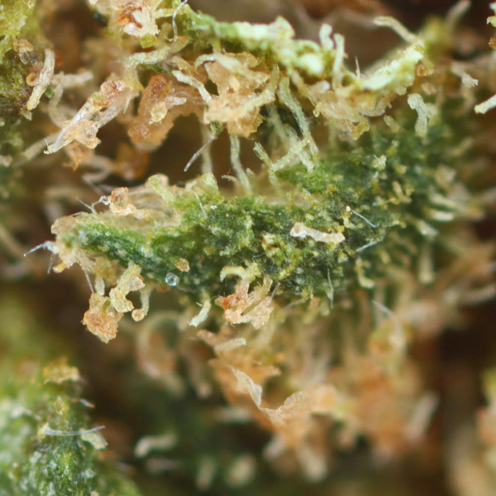 Wedding Cake - Fleur CBD