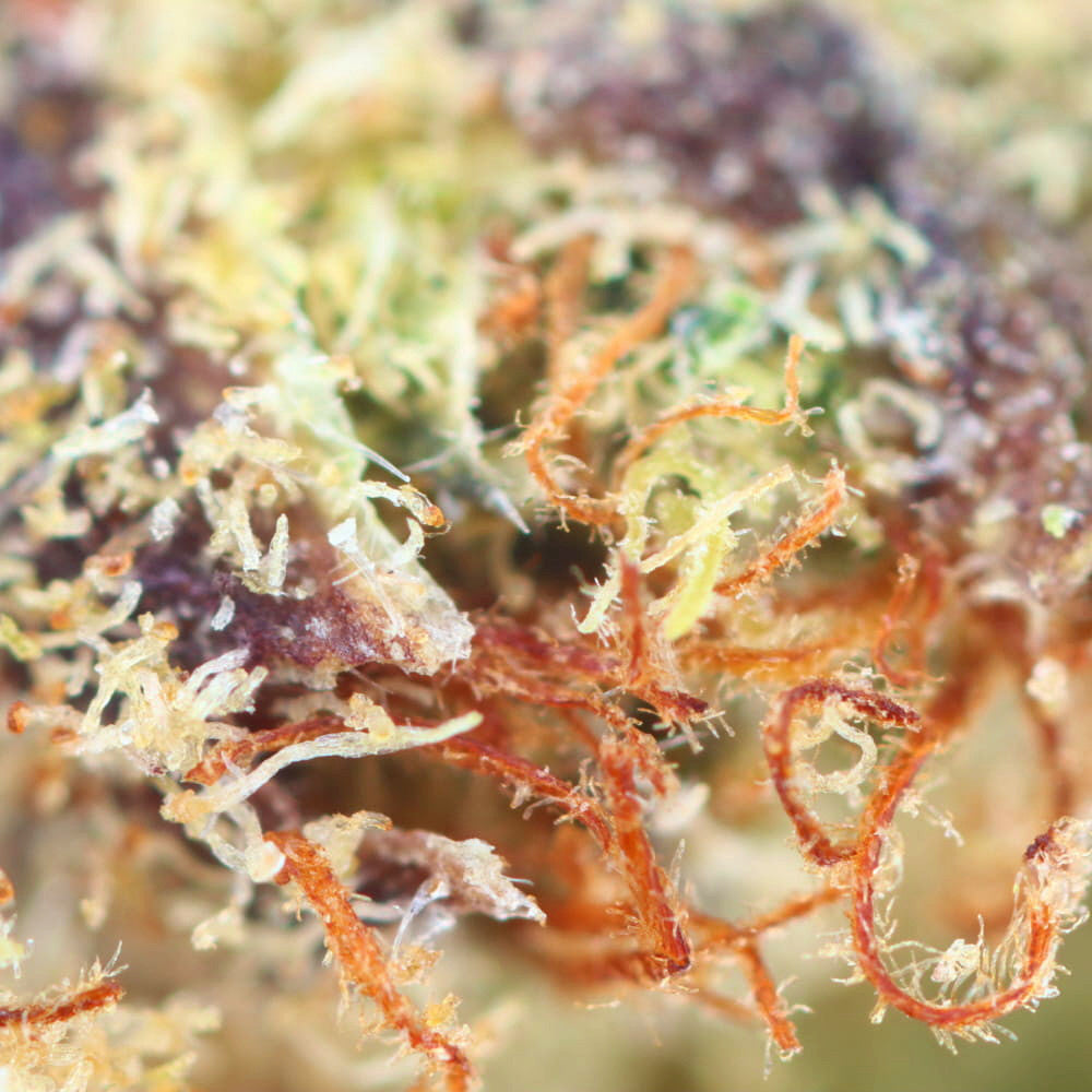 Durban Poison - Fleur CBD