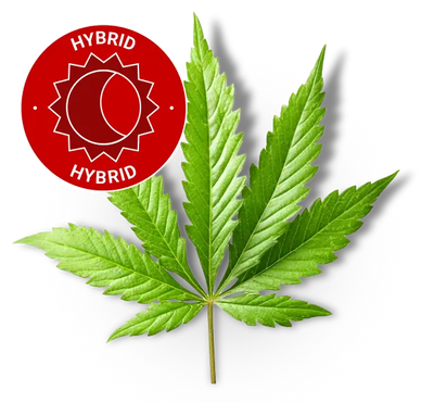 Mango Gelato - Fleur CBD