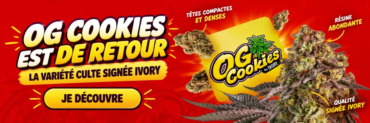 OG Cookies et ses têtes compactes bien résineuses