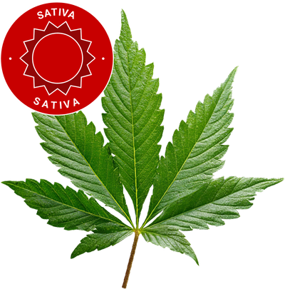 Critical Jack - Fleur CBD